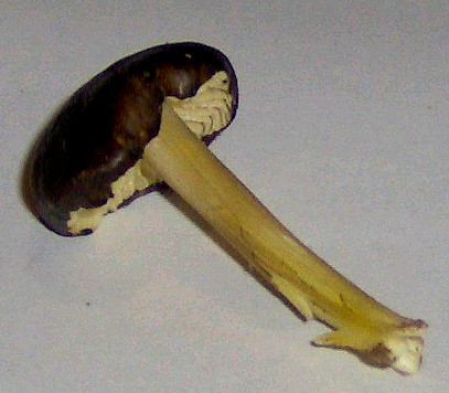 Hygrocybe...pulcherrima